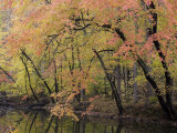 Fall Foliage Along the C&O Canal