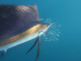 Sailfish Circle a School of Sardines Broken Off from a Larger School