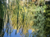Trees and Grasses Reflected in a Pond in Grand Teton National Park