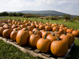 Rows of Autumn Pumpkins Ready for Carving