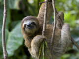 Young Brown-Throated Three-Toed Sloth Hanging from a Branch