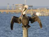 Brown Pelican Perched on a Pier Piling