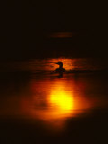 Common Loon Floats on a Lake in New York at Sunset