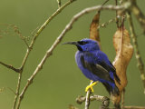 Male Purple Honeycreeper Perched on a Branch