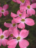 Cluster of Pink Dogwood Flowers  Cornus Florida Rubra