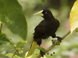 Portrait of a Crested Oropendola  Perched in a Tree