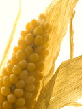 Close-up of an Ear of Corn