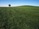 Lone Tree on a Grassy Plain with Gentle Rolling Hills