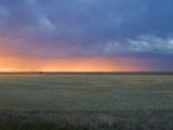 Colorful Sunset Illuminates the Sky over a Wheat Field in Colorado