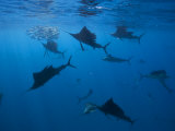 Sailfish Drive their Prey Toward the Surface for Easier Feeding