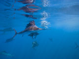 Group Hunting Behavior of Sailfish