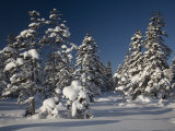 Snow-Covered Ezo Matsu Trees at the Base of Asahidake Mountain