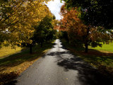 Autumn Trees Cast Shadows on a Country Road