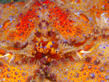 Close Portrait of a Well Camouflaged Puget Sound King Crab