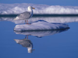 Glaucous Gull  Largest of the Gulls  on Sea Ice  and it's Reflection