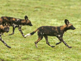 Cape Hunting Dogs  Lycaon Pictus  Trotting