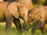African Elephant (Loxodonta Africana) Calves Entwining Trunks
