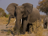 Group of African Elephants  with Calfs