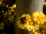 Mid-Air Honeybee Approaches a Bumblebee on a Daisy