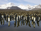 King Penguin Rookery Within View of Majestic Snow-Capped Mountains