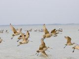 Flock of Sandpipers in Flight