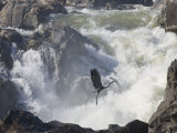 Great Blue Heron Taking Off from Rocks Near Big White Water