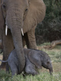 Newborn Elephant with its Mother in Samburu National Park