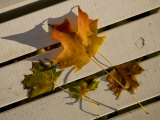 Autumn Leaves Settle onto a Park Bench in Evening Light