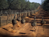 Five Emus Race Along the Dirt Road That Follows the Wire Fence That Stretches 3307 Miles