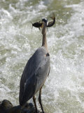 Great Blue Heron Catches a Fish on the Potomac River