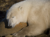 Polar Bear Sleeps on a Rock