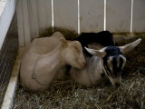 Smiling Goat Sleeps on a Companion's Shoulder at the Fairgrounds