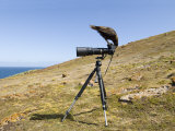 Caracara Looking at a Camera on a Tripod