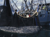 Fishing Boat with a Large Haul of Herring in it's Nets
