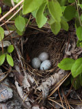 Towhee Nest with 3 Eggs in It Towhees are Ground Nesting Birds