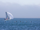 International 14 Skiff Races in San Francisco Bay with Pelicans