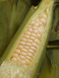 Close View of Corn