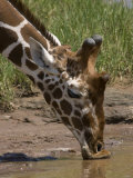 Giraffe Drinking in Samburu National Park