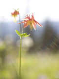 Close View of a Western Columbine High in the Alpine