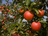 Apple Tree Heavy with Fresh Ripe Red Apples