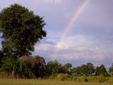 Rainbow Leads to an African Elephant Among the Trees