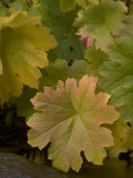 Close-up of Indian Rhubarb Growing in the Stanislaus National Forest