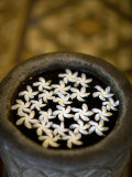 Jasmine Flowers Floating on a Water Surface in a Stone Vessel