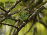 Female Purple Honeycreeper Perched in a Tree