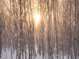 Line of Larch Trees at Sunset in a Snow Shower