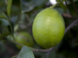 Lime Grows on a Lime Tree