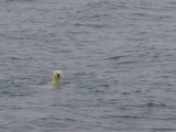 Polar Bear Swimming in Cold Arctic Waters