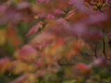 Maple Leaves are Bright Red on a Rainy Day