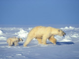 Polar Bear  Ursus Maritimus  and Her Two Young Cubs on the Sea Ice