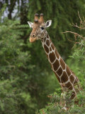 Alert Giraffe